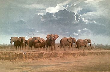 The Matriach Elephant Herd  - Elephant Herd by Peter Gray