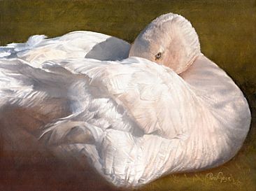 Goose Study - Goose by Peter Gray