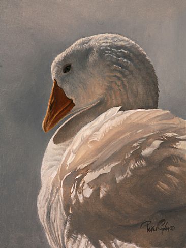 Goose Study - Embden Goose by Peter Gray