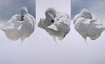 Goose Triptyque - Embden Goose by Peter Gray