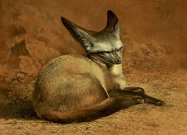 Bat-eared Fox -  by Peter Gray