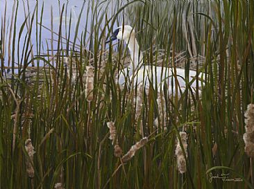 Nesting Trumpeter Swan - Trumpeter Swan by Josh Tiessen