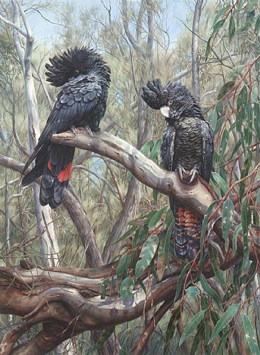 South-Eastern Red-tailed Black Cockatoos - An endangered sub species of the Red-tailed Black Cockatoos by Elizabeth Cogley