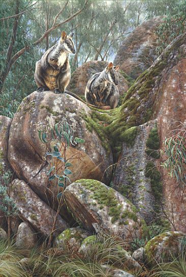 Brush-tailed Rock Wallabies - Endangered Brush-tailed Rock Wallabies  by Elizabeth Cogley