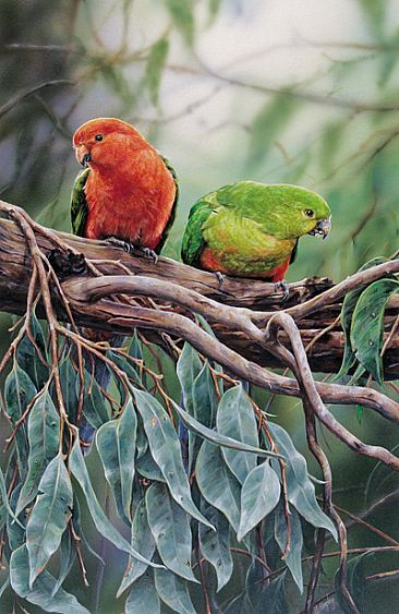 Australian King Parrots - Australian King Parrots  by Elizabeth Cogley