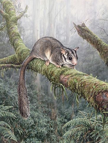 - Leadbeater's Possum - Central Highlands Of Victoria, Australia by Elizabeth Cogley