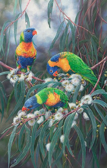 Rainbow Lorikeets - Rainbows and Red Collared Lorikeets on Flowering Gum by Elizabeth Cogley