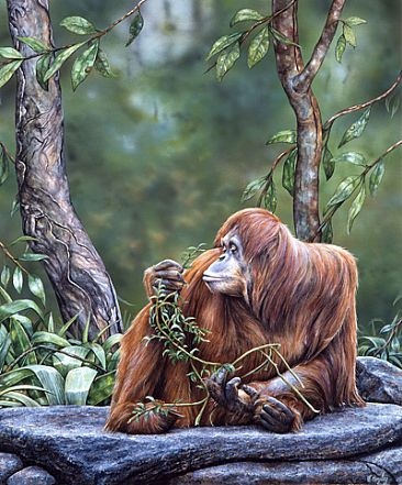 'Suma' Orangutan - Orangutan from Melbourne Zoo by Elizabeth Cogley