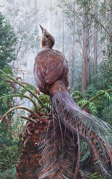  - Superb Lyrebird on Tree Fern by Elizabeth Cogley
