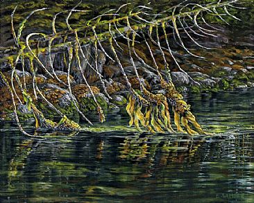Tangled in the Sun - intertidal zone by Esther Sample
