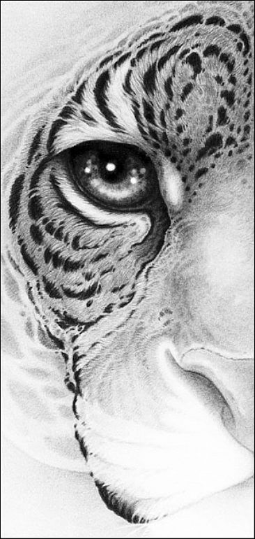 Fire - Eye of a Jaguar by Gary Hodges