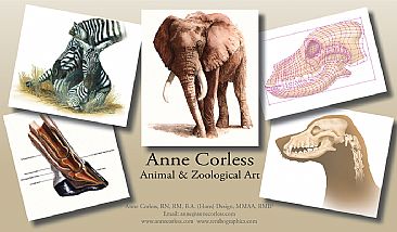 Examples of animal and zoological artwork 01 - Animal and Zoological artwork by Anne Corless