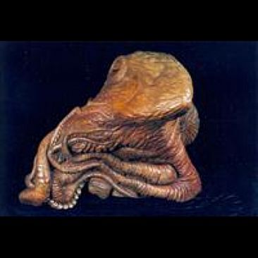 Giant Pacific Octopus - Giant Pacific Octopus by Craig Benson