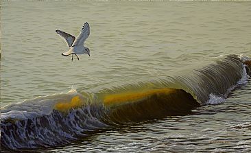 The Little Gull - Sea Gull and Sunlit Wave by Valentin Katrandzhiev