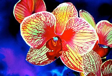 Backlit Orchid - Orchid by Sarah Bent