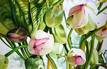 Budding Lotus - Pink Lotus Buds by Sarah Bent