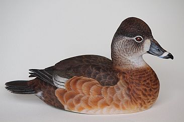 Female Ring-Necked duck -  by Yves Laurent