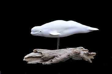 Beluga whale... - Beluga whale by Yves Laurent