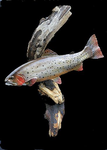 Cutthroat trout - Cutthroat from Snake River... by Yves Laurent
