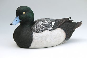 Greater Scaup - Greater Scaup  by Yves Laurent