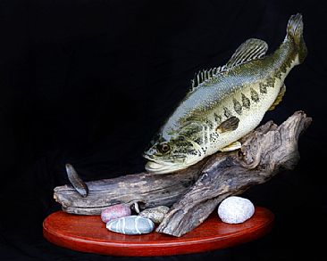  - Largemouth Bass attacking a leech by Yves Laurent