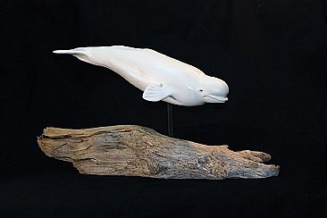 ''Serenity of the ocean depths  - Beluga whale by Yves Laurent