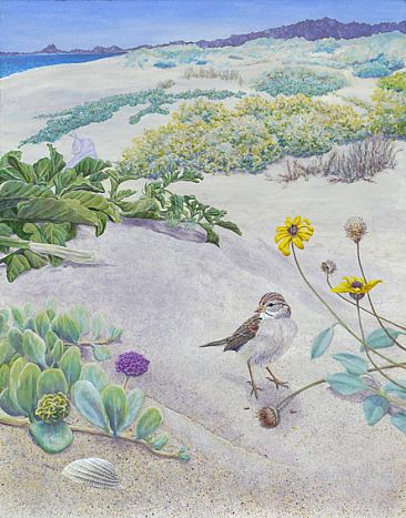 Here Today... - Rufous-winged sparrow in dune habitat by Kim Duffek