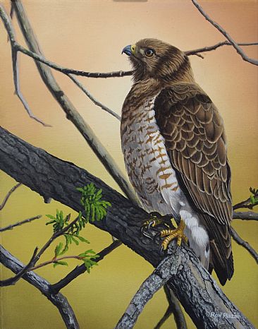 Broad-winged Hawk - Sold - Broad-winged Hawk by Ron Plaizier