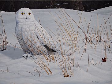 Hidden Treasure - Sold - Snowy Owl by Ron Plaizier