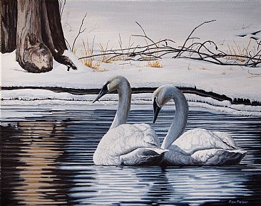 Trumpter Swans - Trumpter Swans by Ron Plaizier