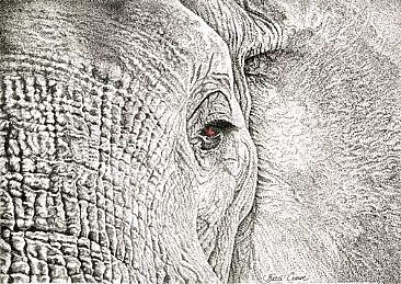 Eye of the Elephant - Elephant by Becci Crowe