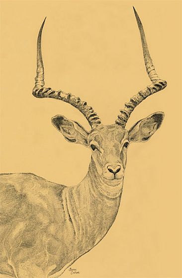 Horned Beauty - Impala by Becci Crowe