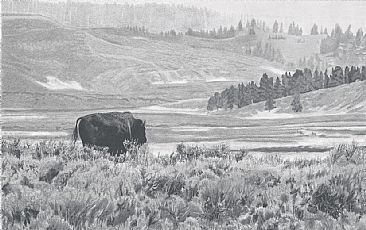 In the Mist of Yellowstone - American Bison by Martha Thompson