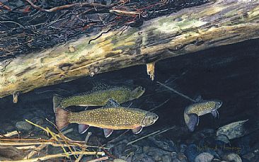 Wiggins Fork Hideout - Brook Trout by Martha Thompson