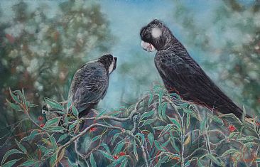 Hard nut to crack - SOLD - Australian Black white tailed cockatoo by Paula Wiegmink