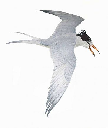 Chinese Crested Tern - One of the rarest birds in the world by Rob Butler