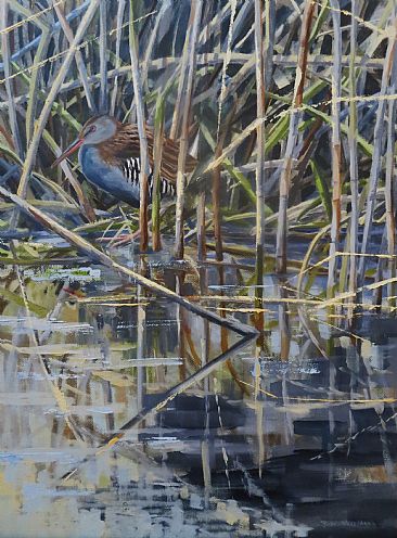 Water Rail - A Water Rail at the edge of a reedbed. by Russ Heselden