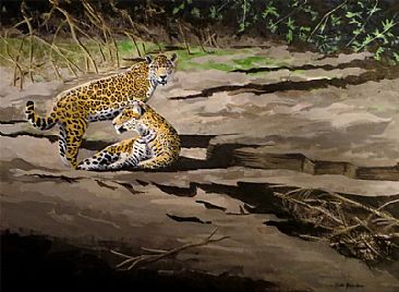Tambopata Jaguars - Jaguars by Russ Heselden