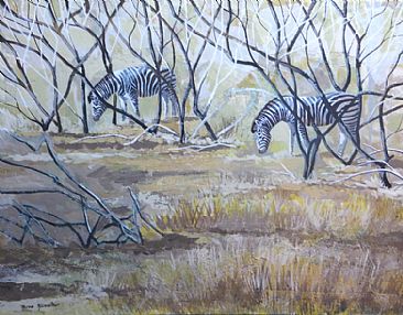 Zebras in the Thornveld - Plains (Burchell's) Zebras by Russ Heselden