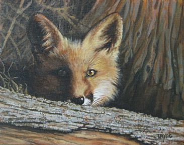 Eyes of the Forest - A wary fox by Joyce Trygg