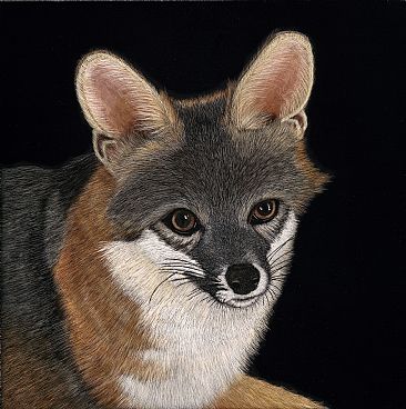 Desert Gray Fox Number 2 - Desert Gray Fox by Priscilla Baldwin