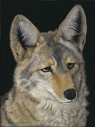Desert Coyote - Desert Coyote by Priscilla Baldwin