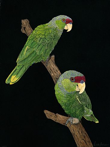 Lilac crowned parrot Amamzona finschi - Lilac crowned Parrots by Priscilla Baldwin