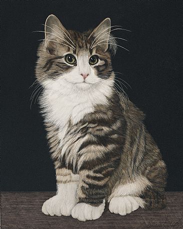 Oliver - domestic cat by Priscilla Baldwin