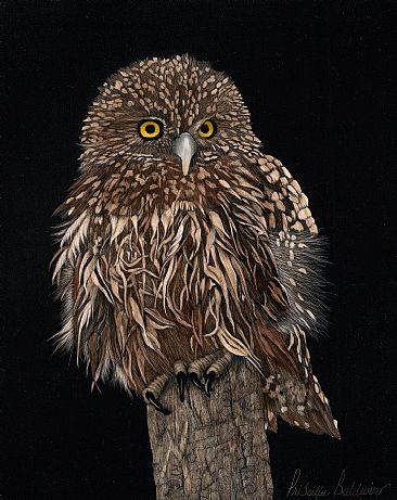 Ferruginous Pygmy Owl - Ferruginous Pygmy Owl Glaucidium gnoma by Priscilla Baldwin