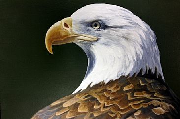 Bald Eagle - Bald Eagle by Lyn Vik