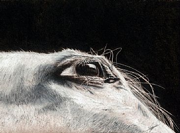 Eye of the Arabian - Equestrian7.75 by Lyn Vik