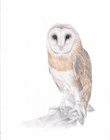 Noble - Barn Owl on the Glove by Judy Studwell