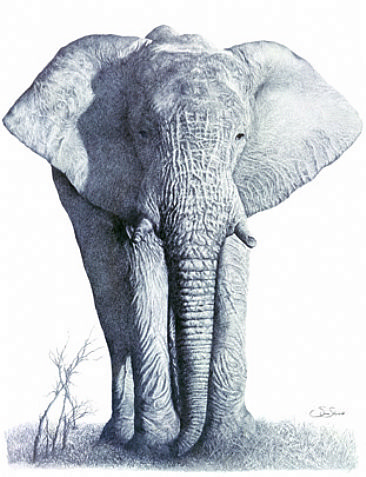 Gentle Giant - African Elephant stood at close quarters by Susan Shimeld