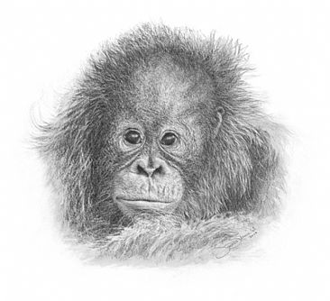 Baby Orangutan - Wildlife by Susan Shimeld
